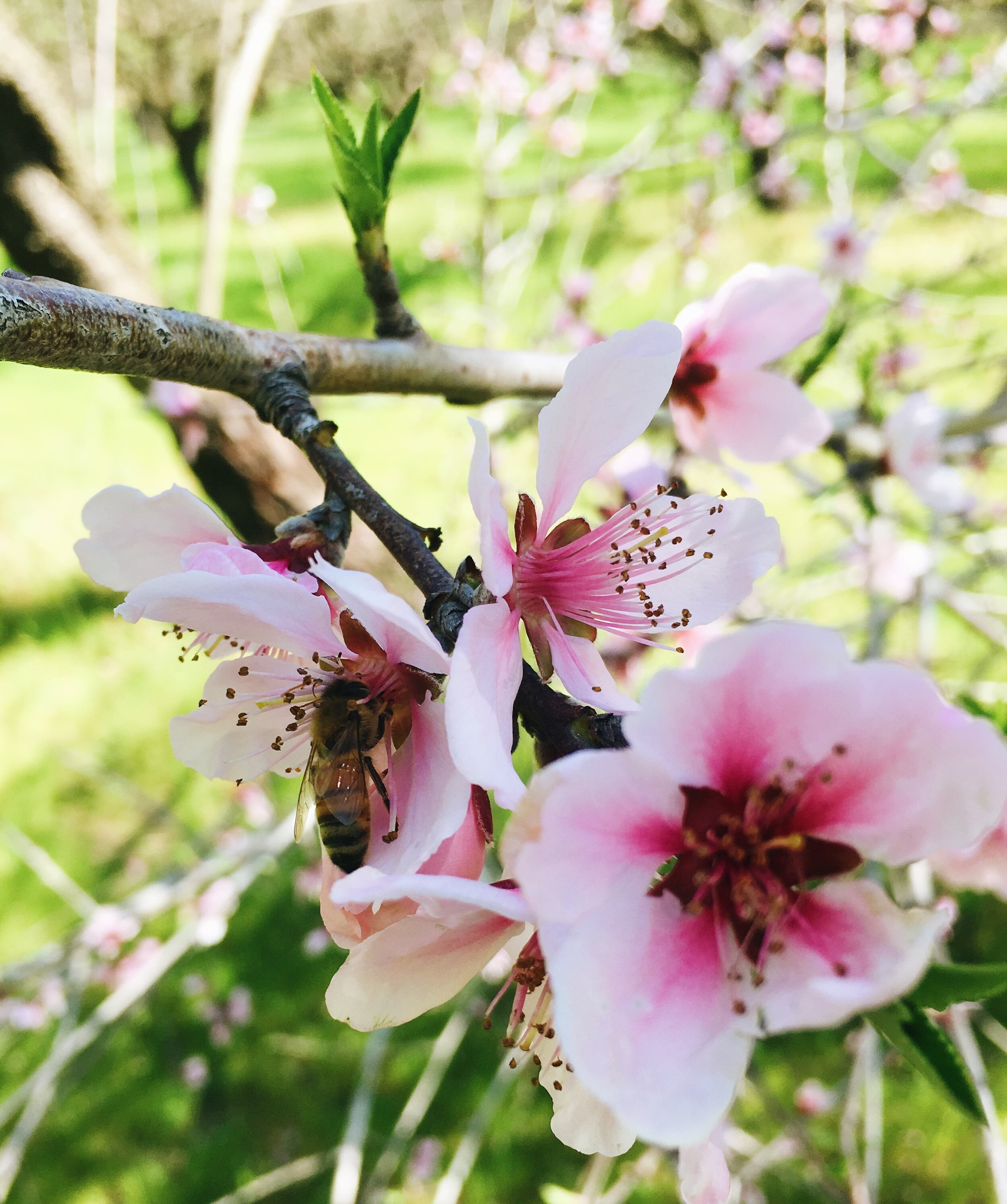 Honeybee Pollinating Spring Blossom