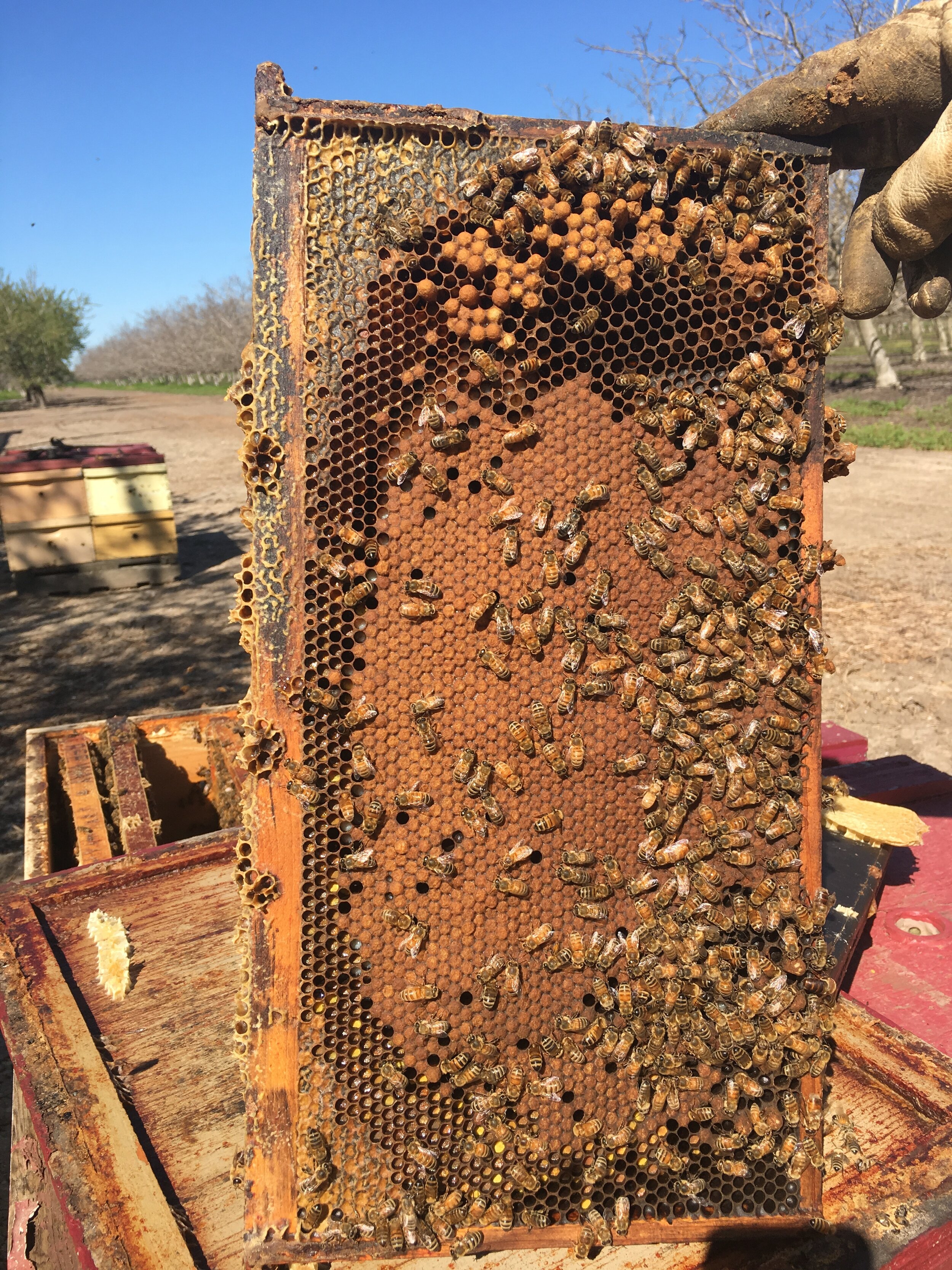 Solid Capped Worker Brood Inspection
