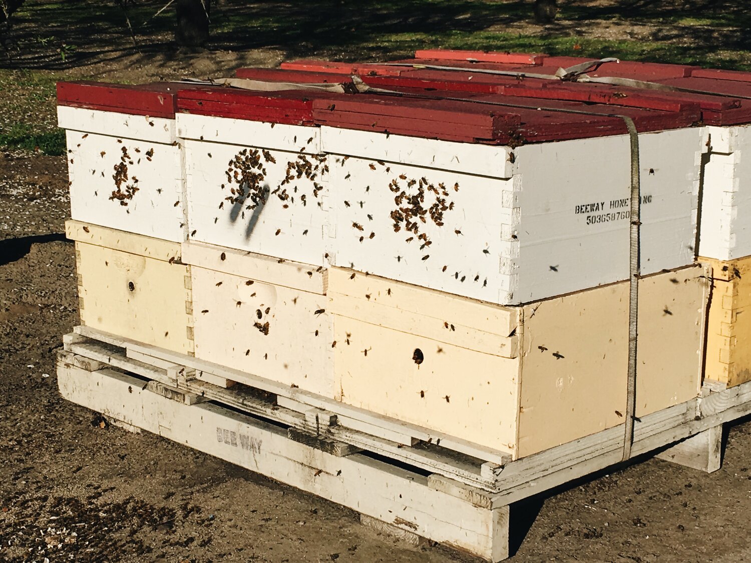 Commercial 4-Way Banded Pallet Staging in Orchard