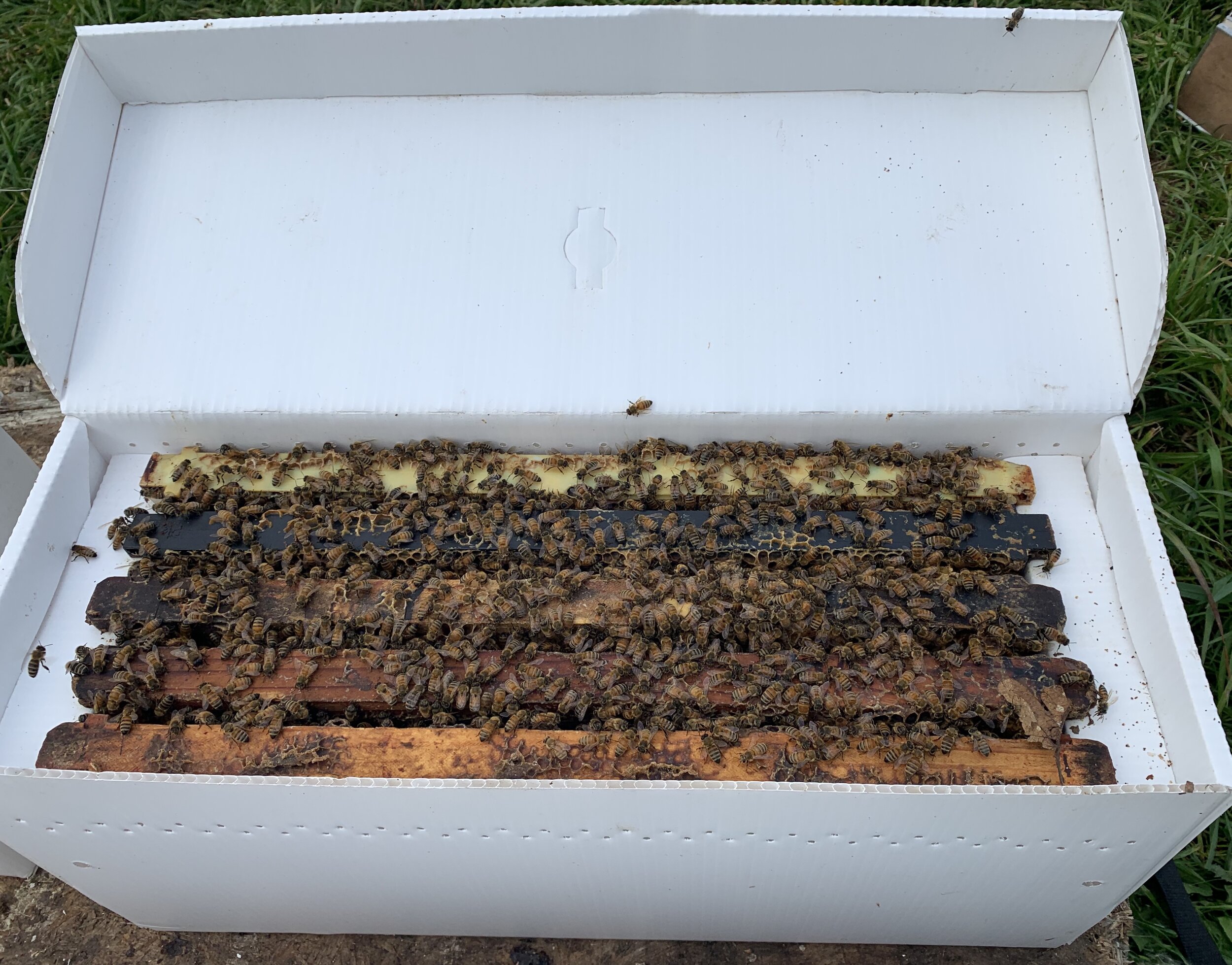 5-Frame Starter NUC Bee Hives