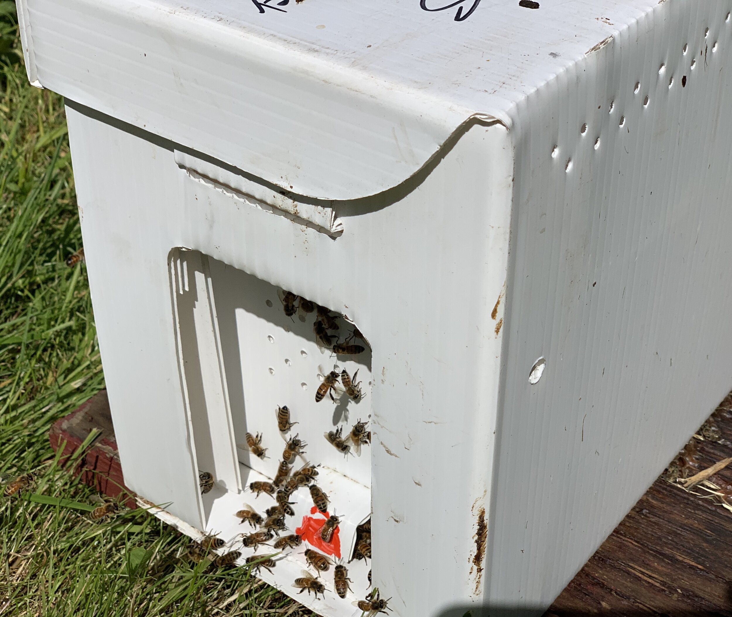 Active Worker Bees at NUC Entrance Board