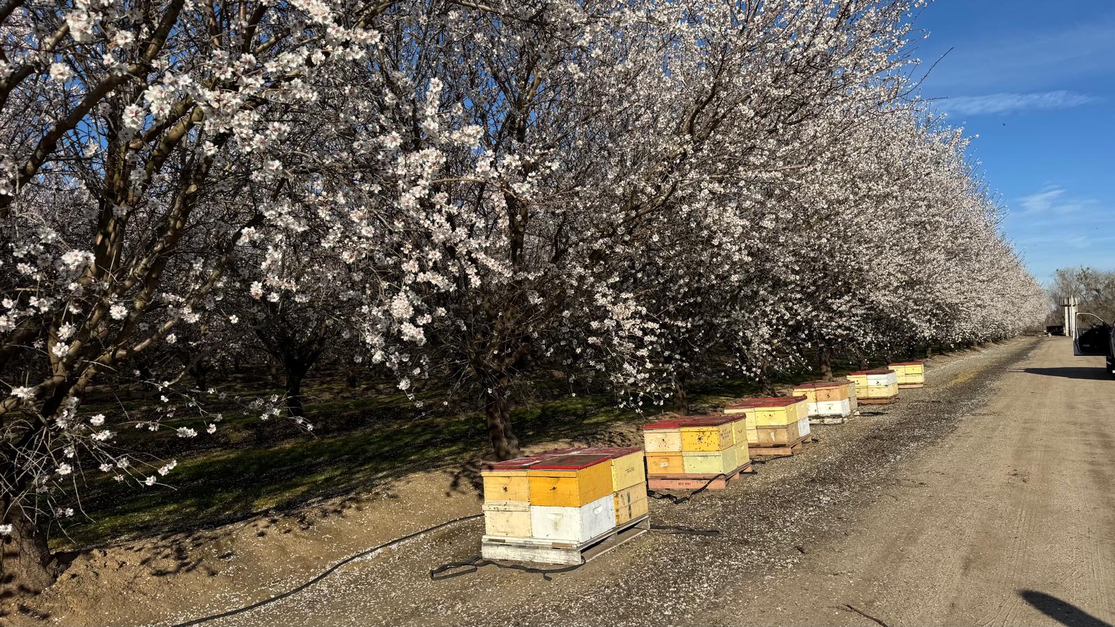 Bee Way Hives Along Blooming Almond Orchard Rows